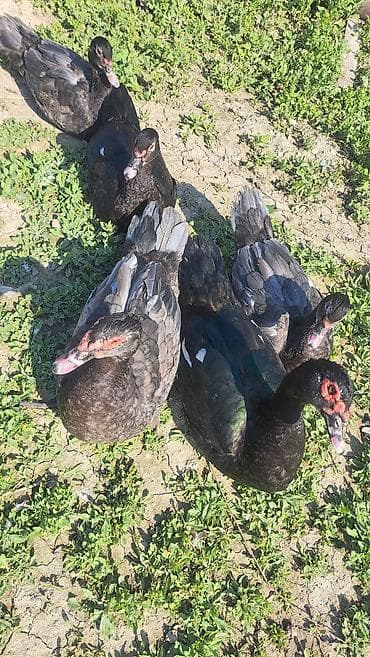 bala dovşanlar: Erkək, Ətlik, Pulsuz çatdırılma — 5