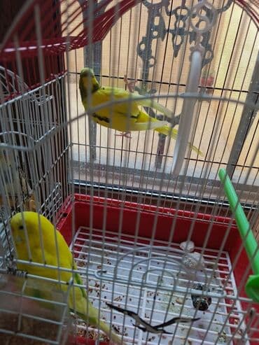 sumqayit qəfəs: Sarı-yaşıl rəngli iki tutuquşu ərkey mayadılar qəfəssiz satılır — 3