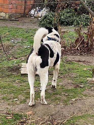 ağ ordək: 7 ay, Erkek, Peyvəndli, Ödənişli çatdırılma — 4