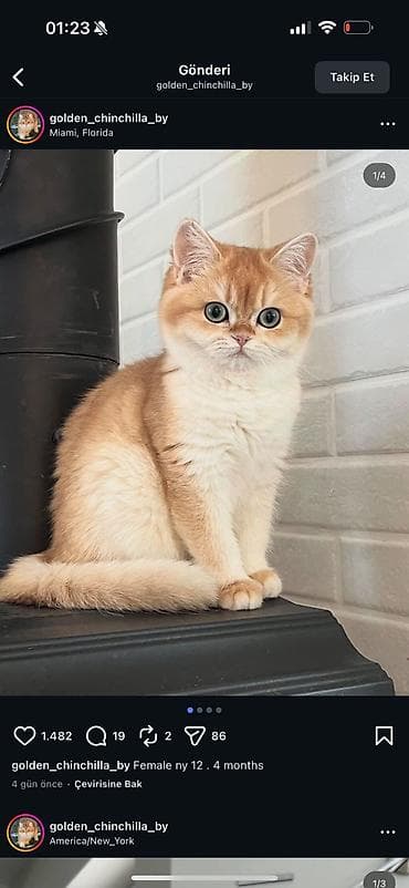 sinsila pisik: Britan, Ödənişli çatdırılma — 7