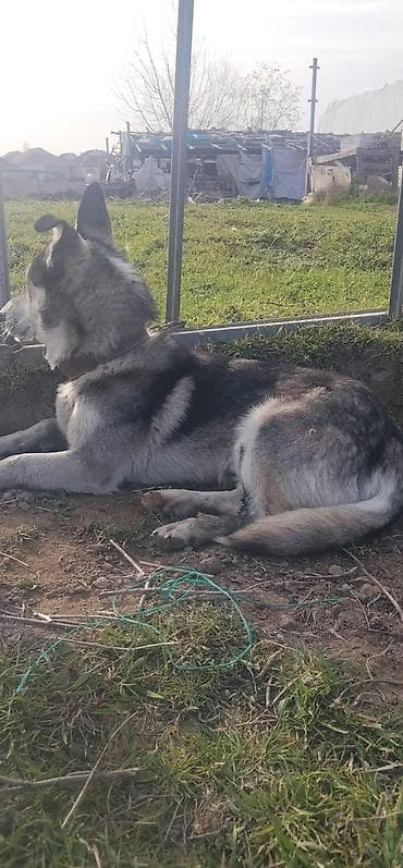 1 il, Erkek, Ünvandan götürmə