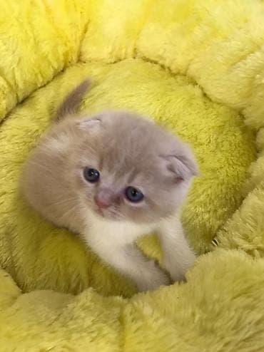 sibir pisiyi: Şotland yastı qulaq — 3