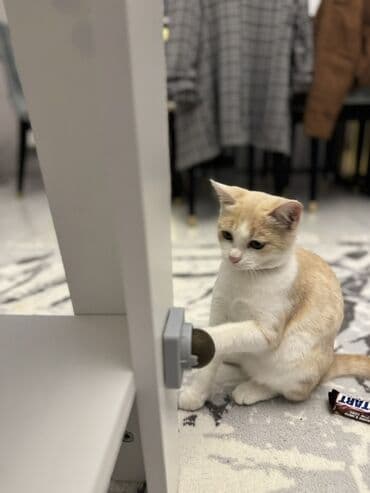 munchkin pişik: Qızılı scottish Oyunsevər, maraqlıdır, interaktiv oyuncaqlarla — 2