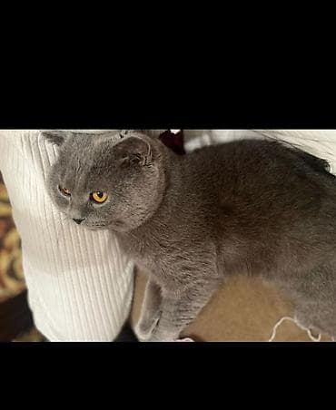 pisik cantasi: Britan, Erkək, Yaxşı əllərə, Ödənişli çatdırılma — 1