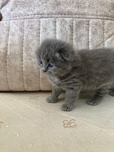 balaca cücə: Şotland uzun tüklü, Pulsuz çatdırılma — 3