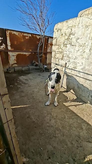 en iri it cinsi: Alabay — 3