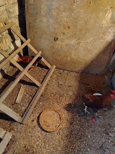 xoruzun nece rengi var: Məhsul: Qəfəsdə saxlanılan ev toyuqları (xoruzlar) Təsvir: - — 3