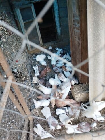 donuz balası: Məhsul: Ev quşları üçün müxtəlif cins və rəngdə göyərçin sürüsü kom200 — 2