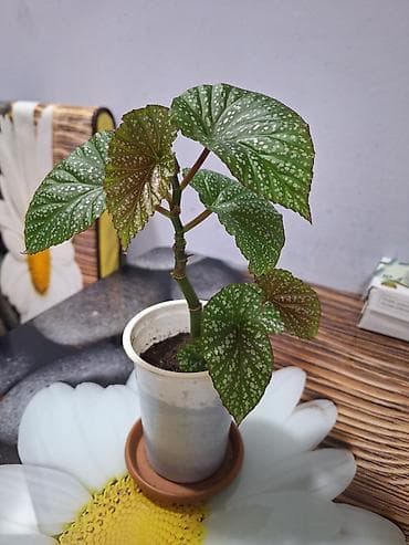 ev bitkisi: İki dekorativ otaq bitkisi 1) Begoniya (nöqtəli/argentə yarpaqlı — 1