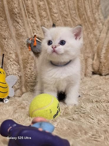 Britan lalafo.az -da Britan