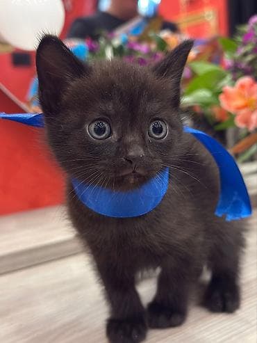 pişik latoku: Şotland — 4