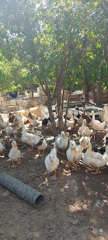 doberman bala: Ördek balaları – qarışıq rəngli və cinslər - Təsvir: Həyət şəraitində — 4