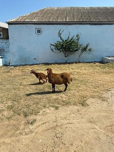 Qoyunlar, qoçlar: Qarın doğub şişək satılır istəyən olsa yazsın videosunu atım baxın — 9