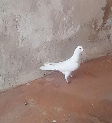 goyercin: 12 tukdu — 2