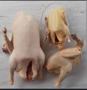 Digər kənd təsərrüfatı heyvanları: Iki ilin Brama xoruzu təmiz cinsi di qatışqı yoxdu endirim olacaq bir — 7