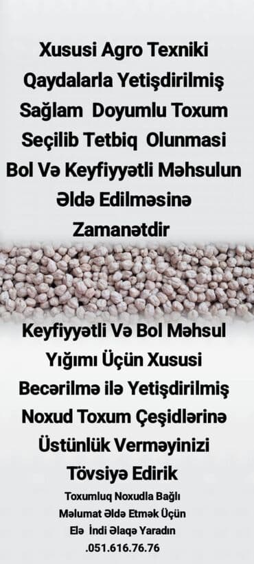 Çöl bitkiləri: Xüsusi becərmə ilə yetişdirilmiş noxud toxumu - Agro-texniki — 1