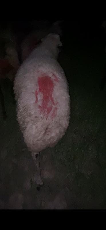 heyvan satisi tap az: 1 yaşinda qoş balbas sortu qaragöz heyvan surmeyine soz ola bilmez — 3