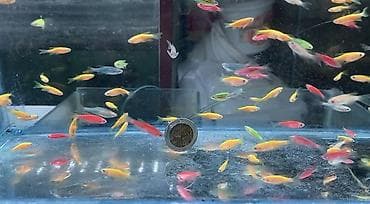 cüce satisi: Danio, Sülhsevər, Ödənişli çatdırılma, Pulsuz çatdırılma, Rayonlara çatdırılma — 1