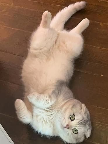 pisik balalari: Şotland — 2