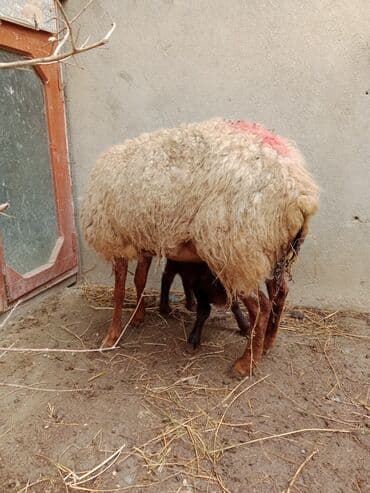 pitbul satilir: Ana bala qoyun satılır.Bala 10 günlük ərkəkdir.Ünvan Maştağa.Real — 5