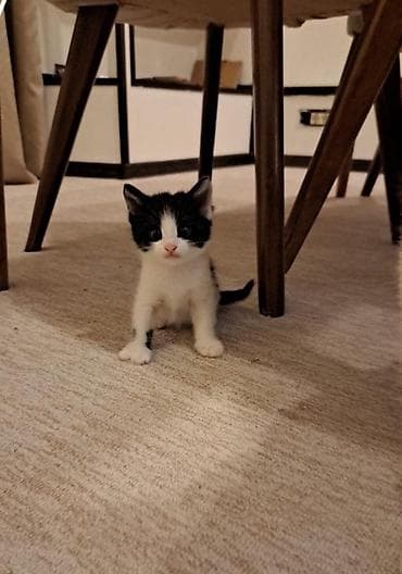 lalafo pisik satisi: Erkək, Yaxşı əllərə, Pulsuz çatdırılma — 1