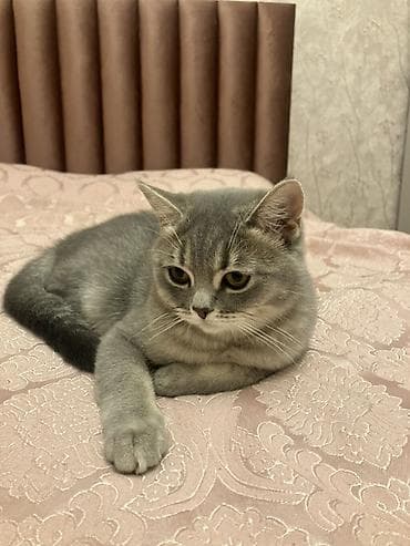 ankara pişiyi: Yaxşı əllərə — 3