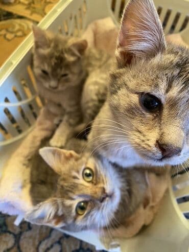 sahiblendir: Yaxşı əllərə — 5