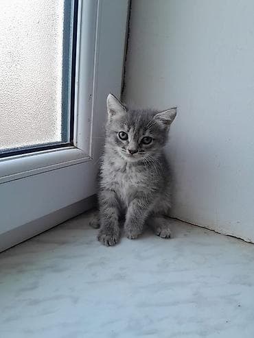 paroda pişik: Şotland, Erkək, Dişi, Ödənişli çatdırılma — 4