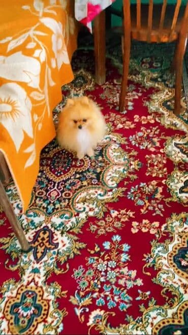 дрессировка собак баку: Şpitz — 12