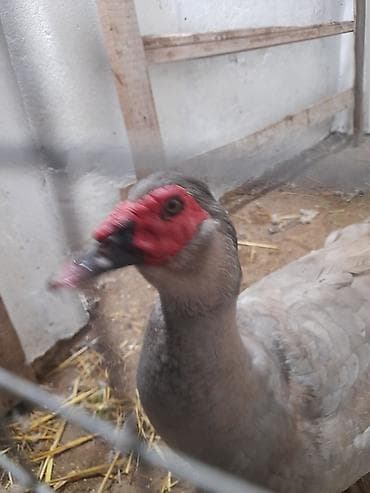 heyrati barter: Temiz lavanda erkeyidiri qarsigi yoxdur damazliq ucun ideal erkekdir 7 — 1