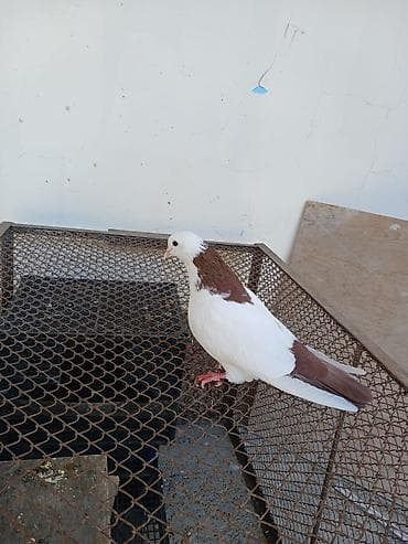 papuqay quş: Hamsi satilir oz damazdiq heyvanlarimdi bezi prablelere gore satiram — 7