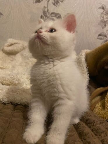 продам котенка британца: Dişi, Ödənişli çatdırılma — 5
