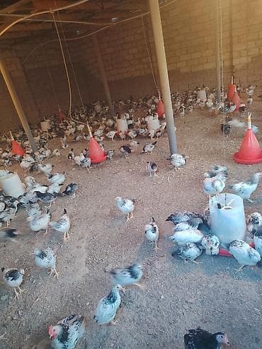 hind toyugu: Toyuq cücələri, Damazlıq, Ödənişli çatdırılma — 4