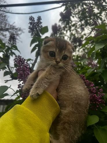 Skottiş Fold/Skottiş Straight balaları - Cins: Scottish Fold (bükük — 2