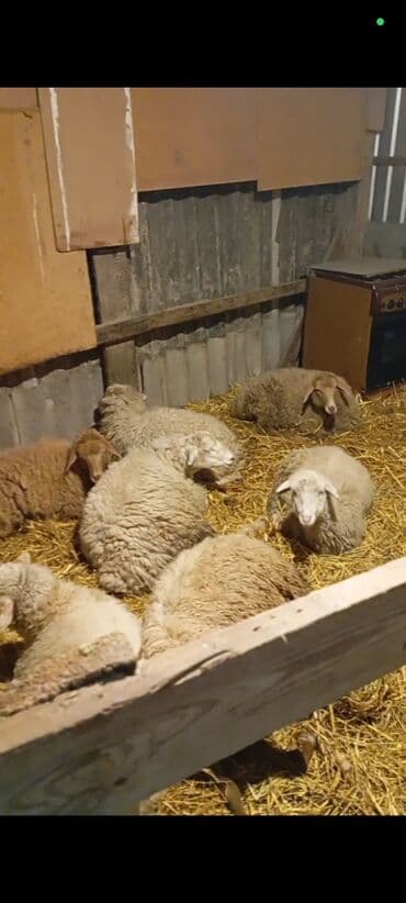 yerli inək cinsləri: Qoyun sürüsü satılır. - Növ: qarışıq yerli və yarı-cins ana qoyunlar — 1