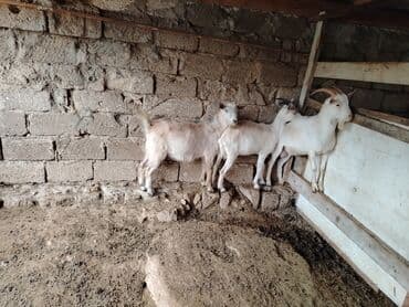 sort keciler: Erkek təkə yaş yarımlıq.1 il 5 ay sanen sortu qiyməti 500 Azn 2 dənə — 4