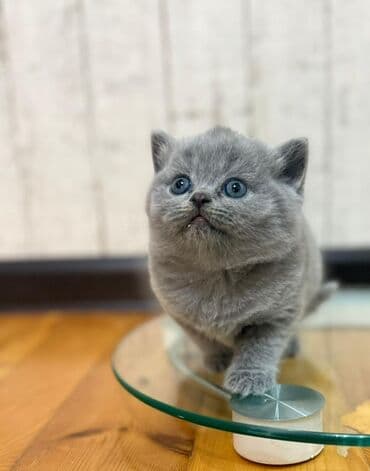 вислоухий кот цена: Шотладская вислоухая — 9