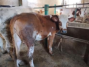 simmental inək cinsi: Dana, buzov, Dişi, Simental, ay: 11, 120 kq, Damazlıq, Ünvandan götürmə — 5