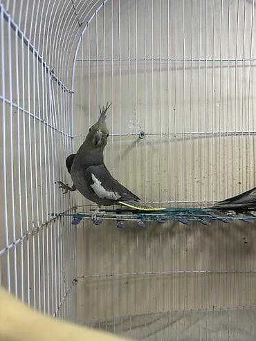 Hazır cütdür,qəfəs yuva qarışığ satılır — 2