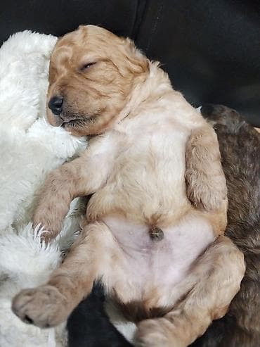 baytar nomresi: Pudel, 1 ay, Ödənişli çatdırılma — 2