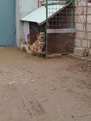 Птицы: Məhsul: İt (kiçik/orta ölçülü) Təsvir: - Fotoşəkillərdə olan sadiq və — 9