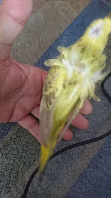 əbabil quşunun qiyməti: Yaponic cütü 70 azn — 10