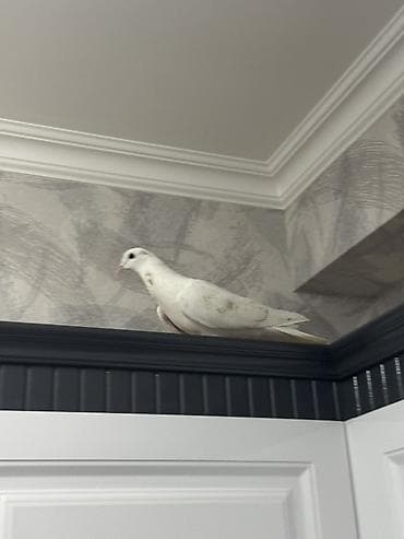 əl quşu: Ağ güvercin – dekorativ/ev quşu Qeyd: Şəkillərdə gördüyünüz quş — 3