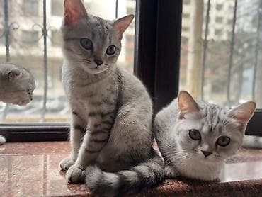 pişik cut: Şotland yastı qulaq — 4