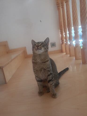 Tabbi, Dişi, Yaxşı əllərə, Pulsuz çatdırılma lalafo.az -da Tabbi, Dişi, Yaxşı əllərə, Pulsuz çatdırılma