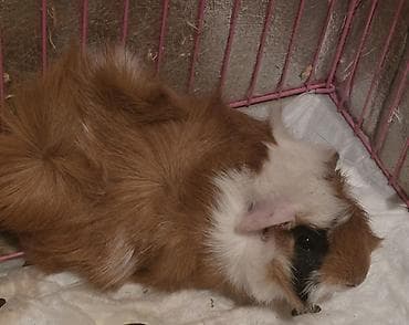 Heyvanlar üçün mallar: Çin dovşanı (guinea pig) və qəfəs dəsti - Növ: Uzun tüklü guinea pig — 1