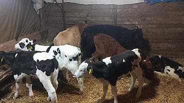 Satılır: buzovlar Məhsul təsviri: - Fərqli rənglərdə və cüssədə bir