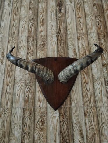 dana qiyməti siyəzən: Savetden qalma buynuz divardan asmaq üçün babamdan qalıb qiymet 250 — 1