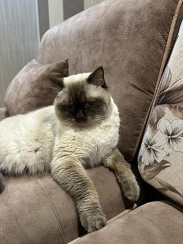 pişik 50 azn: Erkək — 1