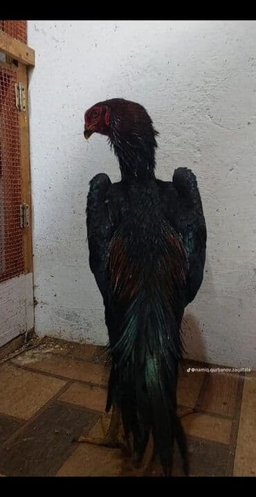 Heyrati oh shamo 8 ayliq Hind (Asil tipli)